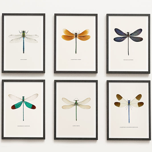 Vintage dragonfly specimen poster set for home decor