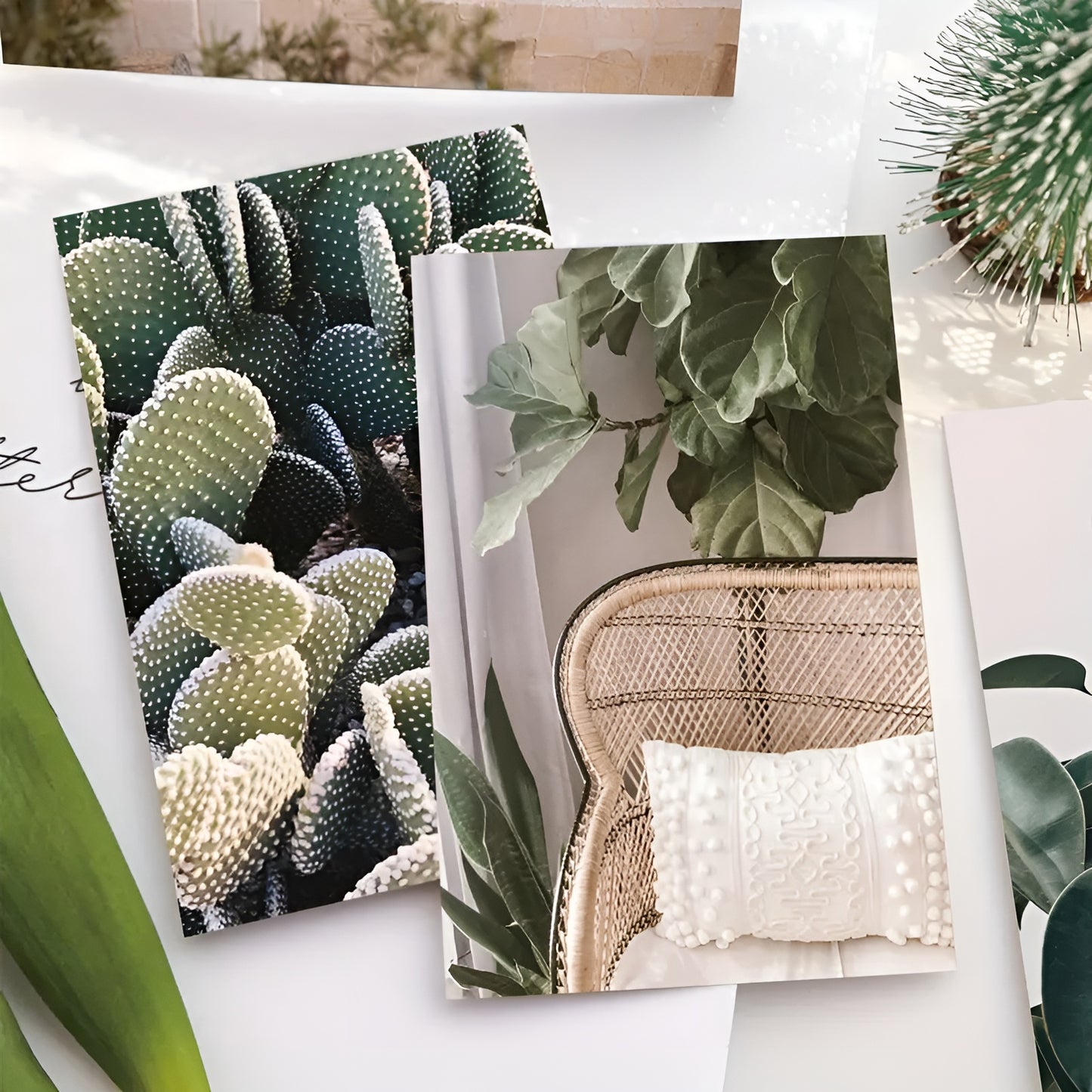 VSCO-inspired botanical posters with cacti and monstera leaves for minimalist decor