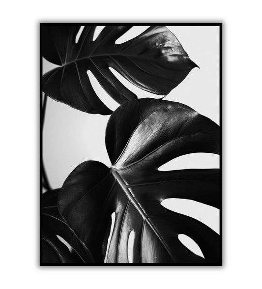 Monstera leaves