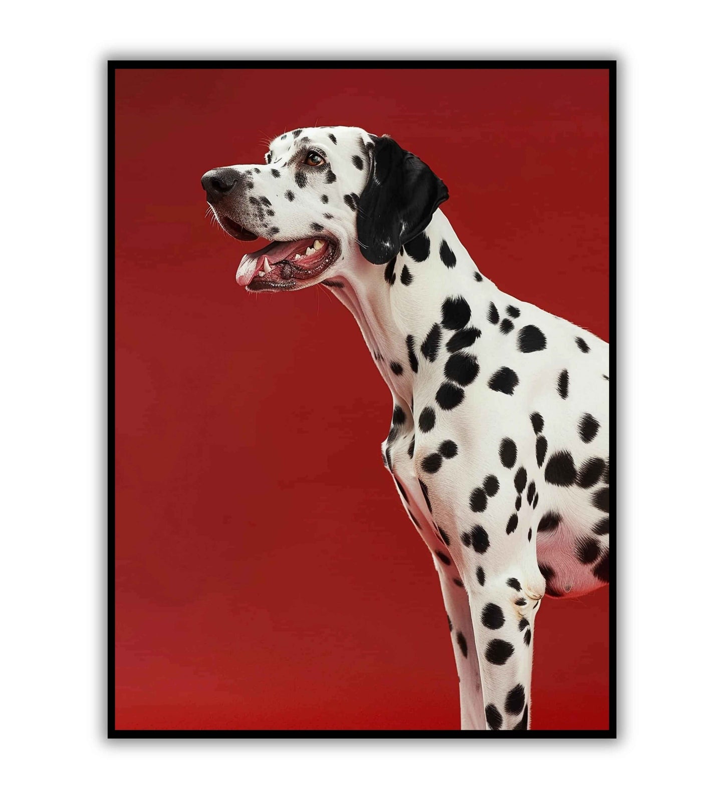 Dalmatian