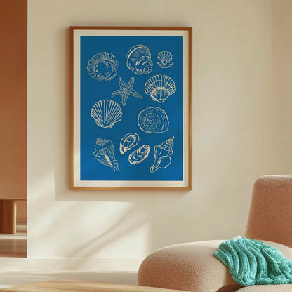 Seashell Collection