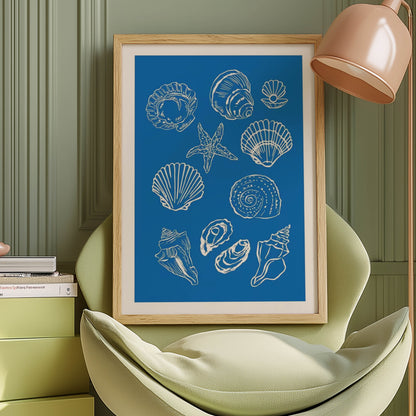 Seashell Collection