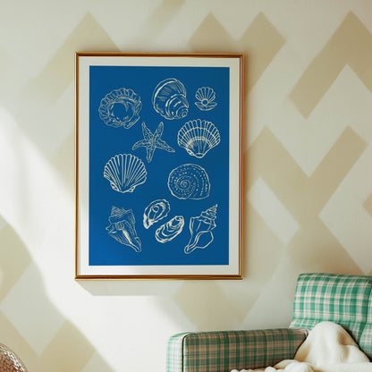 Seashell Collection