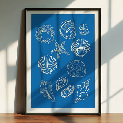 Seashell Collection