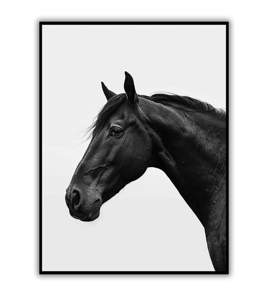 Black Horse(1 of 2)