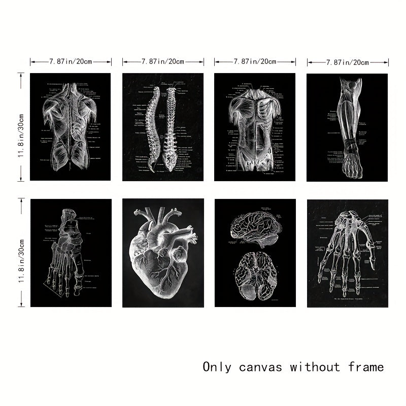 Set of 8 anatomical art prints for stylish living room or study wall decoration.
