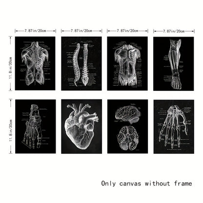 Set of 8 anatomical art prints for stylish living room or study wall decoration.
