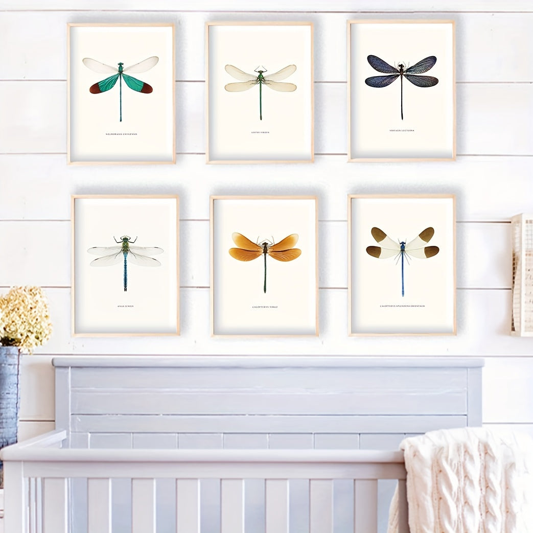 Beautiful dragonfly specimen illustrations for wall decor
