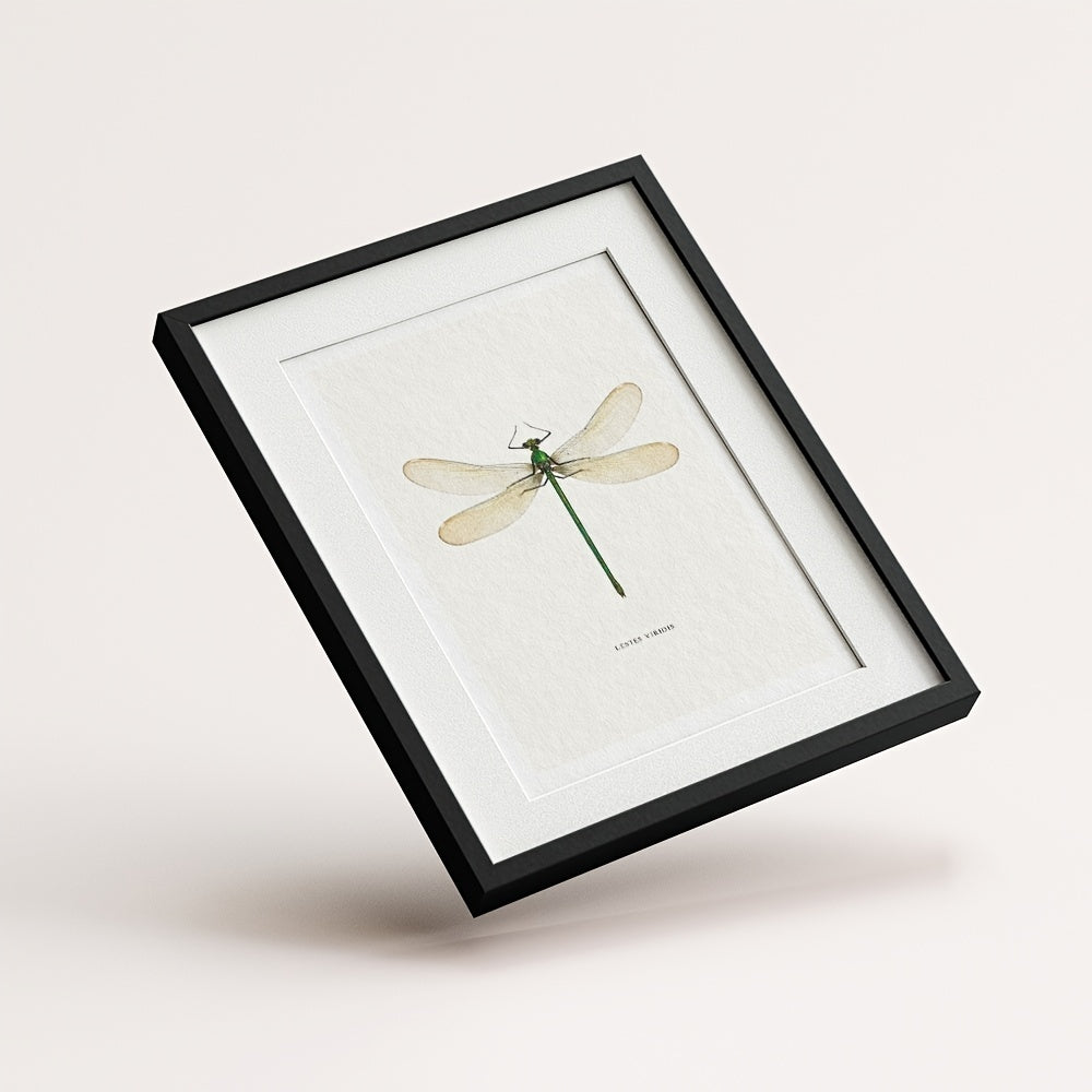 Dragonfly scientific art prints for natural history lovers
