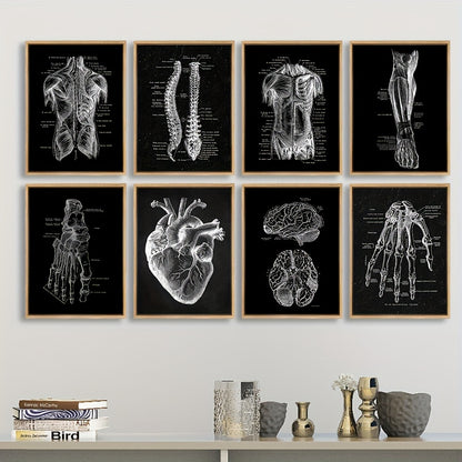 Frameless vintage anatomy wall posters in 7.87x11 inch size for elegant decor.

