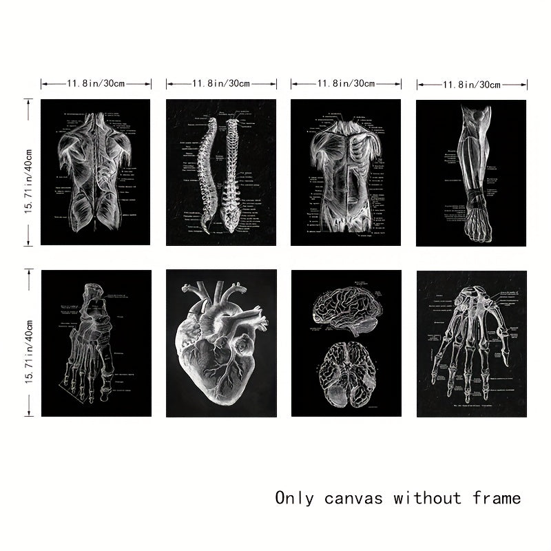 Vintage anatomy illustrations as home decor artwork for a sophisticated interior.
