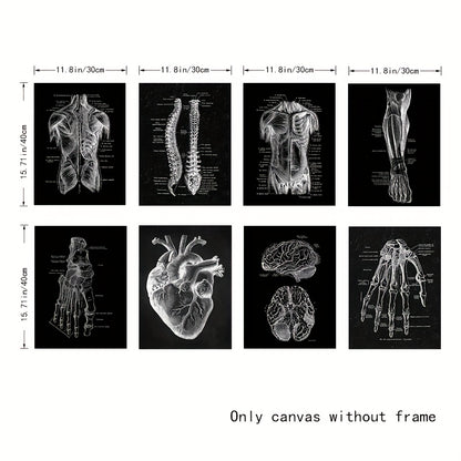 Vintage anatomy illustrations as home decor artwork for a sophisticated interior.
